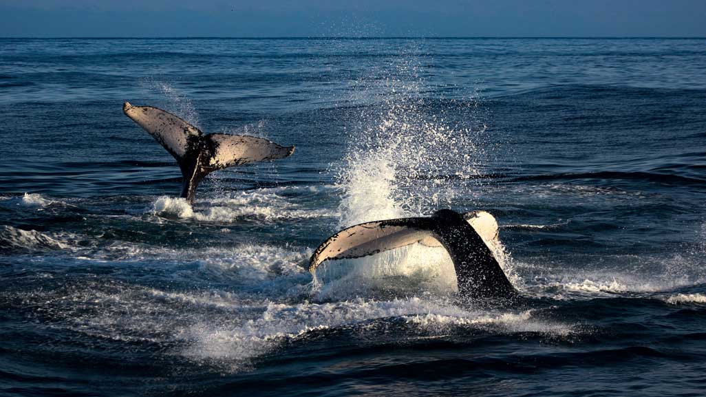 tour Ballenas en los Organos Máncora Perú Piura